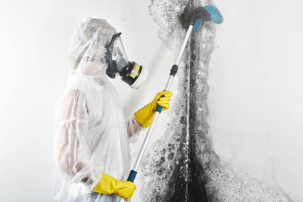 Mold Removal for HVAC Installations in Norwich, CT