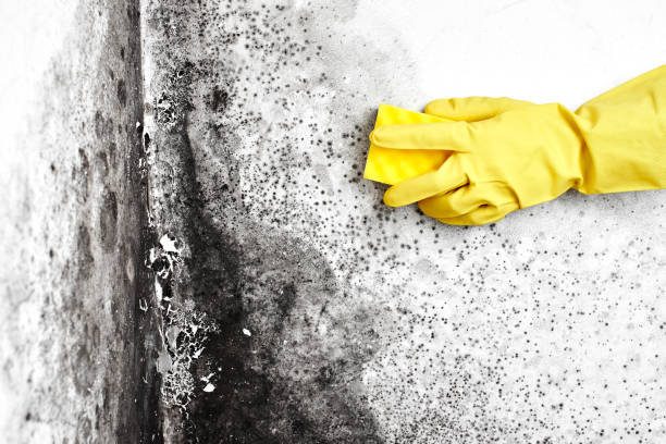 Professional Mold Removal in Norwich, CT