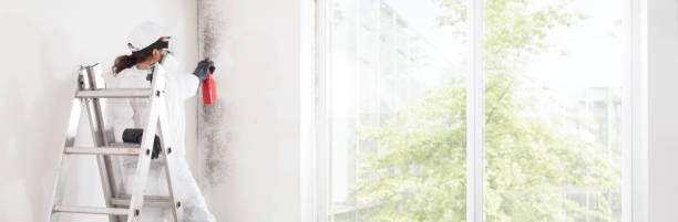 Best Real Estate Mold Inspection  in Norwich, CT